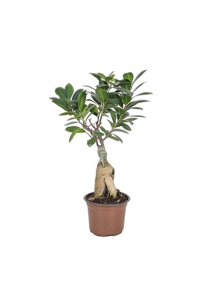 gardenkoala Ficus microcarpa Ginseng – Aşılı Klasik Bonsai Formu – 100 gr – 1...