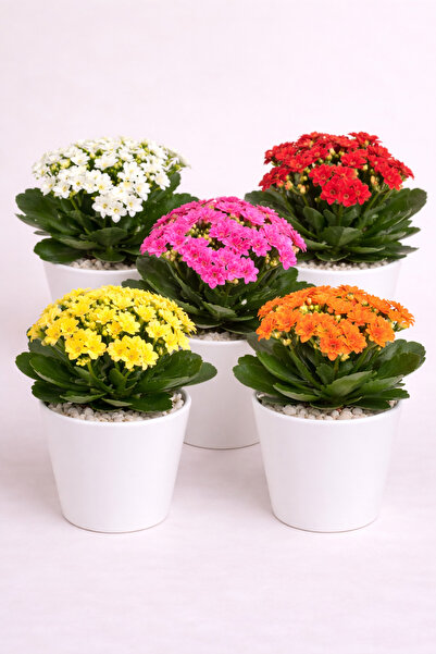 Mini Kalanchoe Çiçekli Sukulent – Uzun Süre Çiçekli