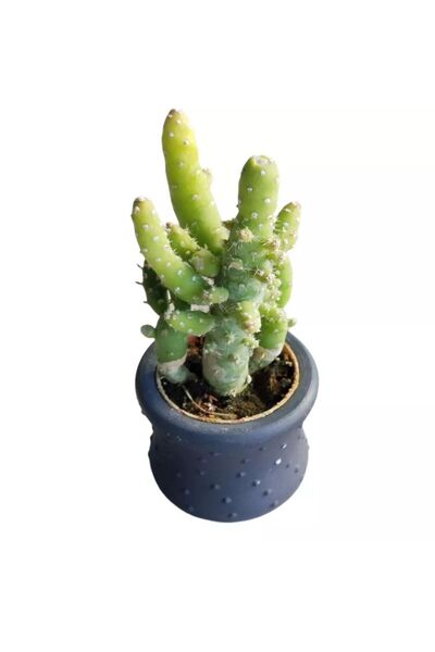 TABER Hediyelik Kaktüs Opuntia Subulata (5.5 cm Beton Saksı HEDİYELİ)