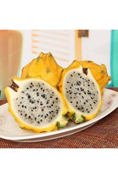 TABER Sarı Pitaya Ejder Meyvesi Fidanı, Torbada