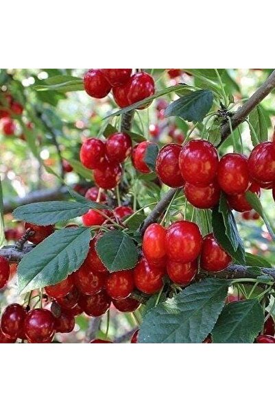 TABER 3 Yaş Aşılı Kiraz Fidanı EARLY BURLAT (Yarımca), Torbada