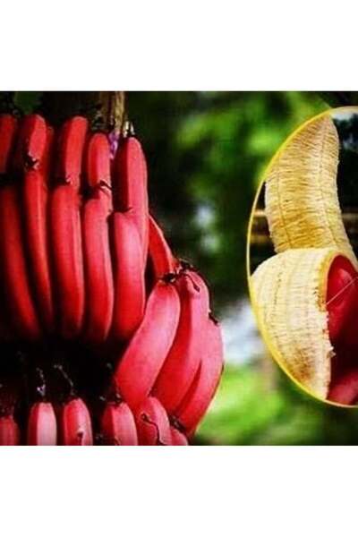 TABER Kırmızı Muz Fidanı Özel Ürün ( 50-60cm) 1 Litrelik Saksıda