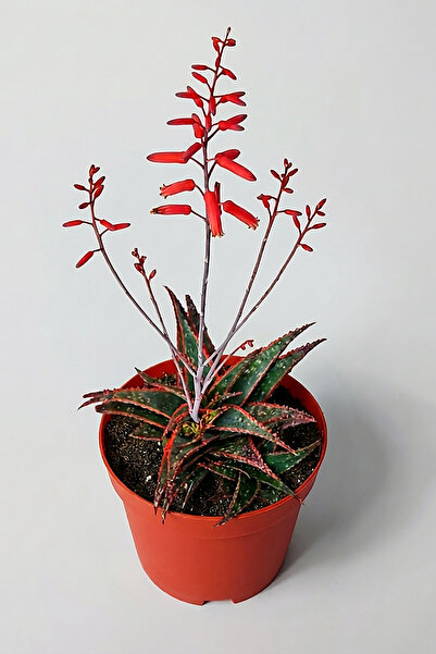 Aloe Christmas Carol Succulent – Colored Leaf Collection Aloe