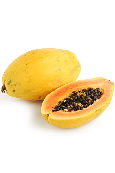 TABER Nadir Tür Bodur GOLDEN Papaya Fidanı ,Torbada