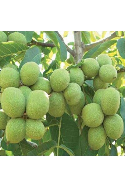 TABER Aşılı Kaman Cevizi Fidanı, Torbada