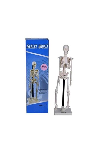 HIZIROĞLU Skeleton Model 46 cm with Stand