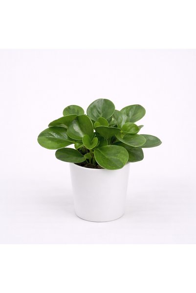 Tomurcuk Trend Peperomia Obtusifolia – Parlak Yapraklı Dekoratif Bitki
