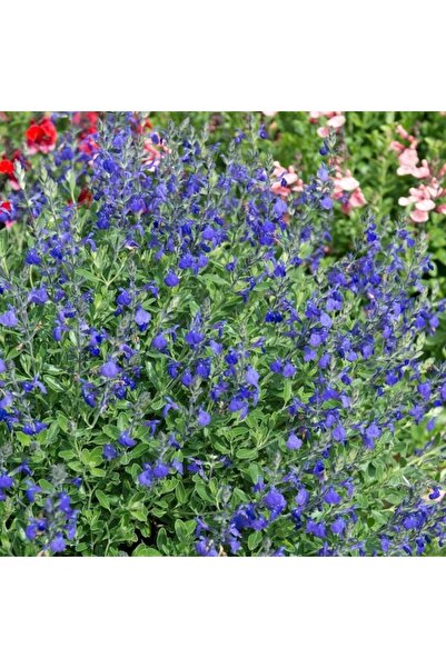Tunç Botanik MAVİ SÜS ADAÇAYI 3 ADET - Salvia Microphylla Blue Monrovia