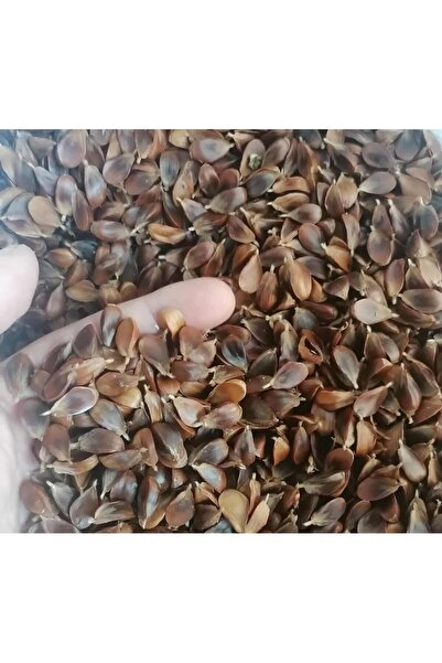 Ekodoğa KAYIN AĞACI TOHUMU 100 GRAM ( 400 ADET ) KAYINGİLLER AKHUĞ AĞACI TOHUMU