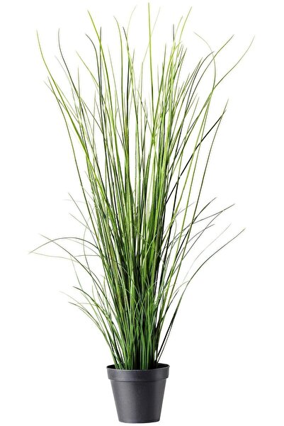 The Best Online Thebestonline Pembe Pampas Fidanı, Saksıda