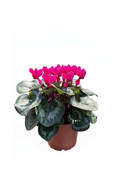 İç mekan bitkileri Canlı Sıklamen Çiçeği