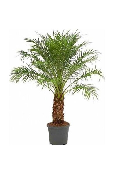 prestijiseed Ekim Seti Bodur Palmiye Ağacı Tohumu 3 Adet Tohum Saksı Toprak