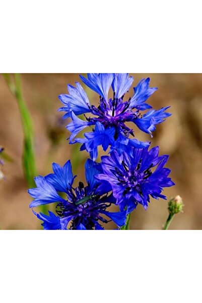 Karahasanoğlu Tarım YERLİ PEYGAMBER ÇİÇEĞİ (MAVİ KANTARON) TOHUMU 20 ADET TOHUM