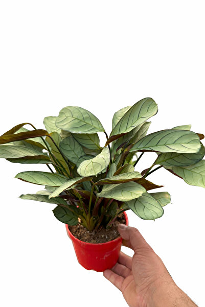 İç mekan bitkileri Dua Çiçeği - Kalatya ( Calathea Amagris )