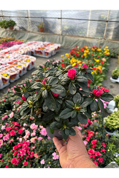 Arslanfidan Açelya Çiçeği / Canlı - İthal