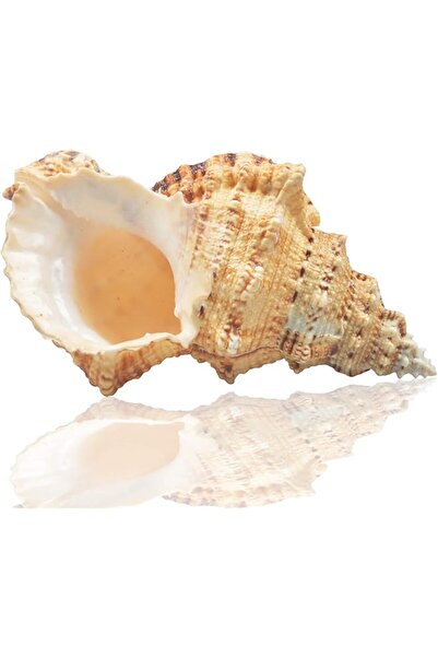 The Bros Large Natural Sea Shells, Huge Ocean Conch 7-8 inches Jumbo Seashells