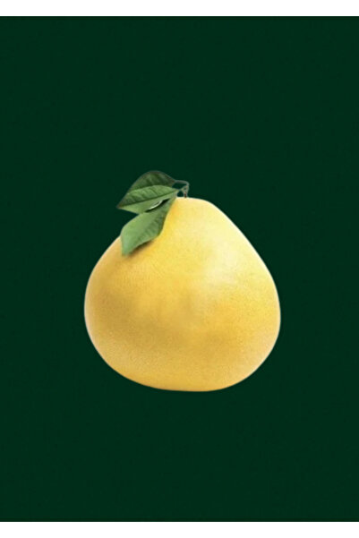 tropibox Şadok 1 Adet