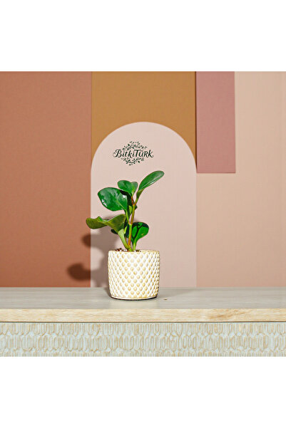 BitkiTÜRK Beton Saksıda Baby Peperomia Obtisifulia 25cm Salon Hediye Bitkisi