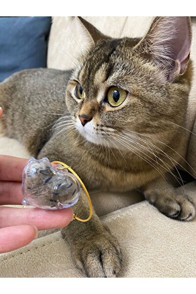 Akuna Kedi Tüyü Saklama Kapsülü Anı Hediyesi Şeffaf Kedi Şeklinde Anahtarlık