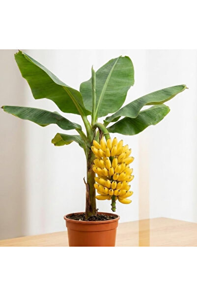 TABER Truly Tiny Dünyanın En Küçük Muz Fidanı - Saksıda Meyve Veren Bodur Muz...
