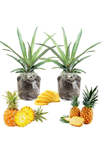 TABER 2’li Ananas Fidanı Seti - Evde Saksıda Meyve Veren Tropikal Ananas Fidesi (30-50 cm)