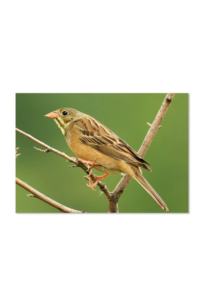 Printoot Serene Songbird Perched on Branch Canvas Wall Art Nature Bird Photog...