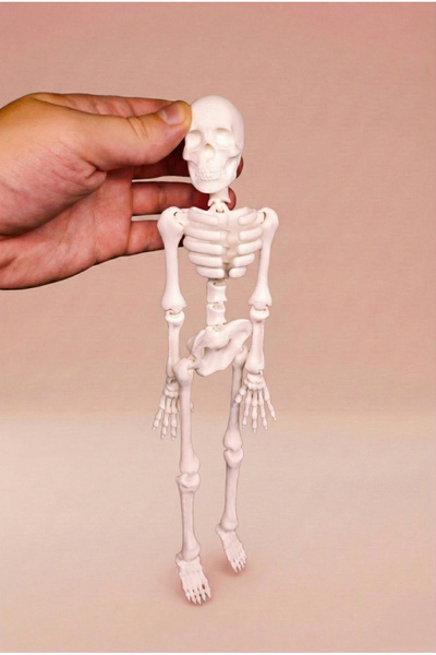 Vision Craft Flexi Skeleton - Esnek 3D Baskı İskelet Modeli