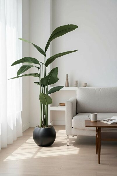 Casco Artificial banana tree with a 180cm round pot