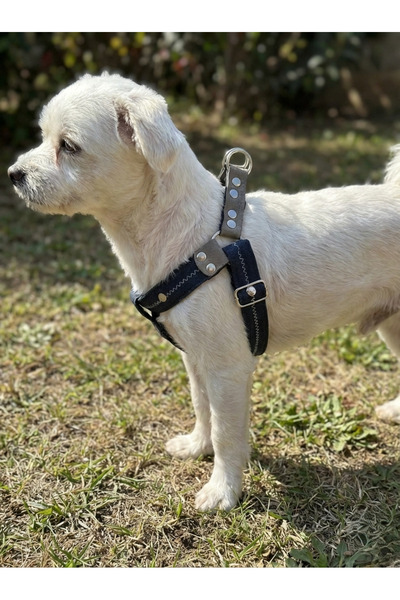 balkonda Dog Collar Small Breed Adjustable Denim Black