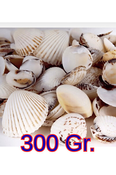 iDekor (300 gr) Doğal Deniz Kabuğu 2–5cm Hobi-Dekor–Takı Yapımı, Rüzgar çanı, Mum yapımı