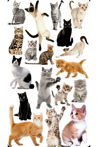 BENİMSER REKLAM Kedi Sticker Macbook Notebook Tablet Telefon Ajanda Laptop De...