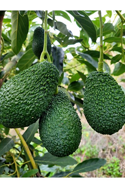 Avoda Market Alanya Avokadosu - Dalından Taze Hasat - 3 Kg