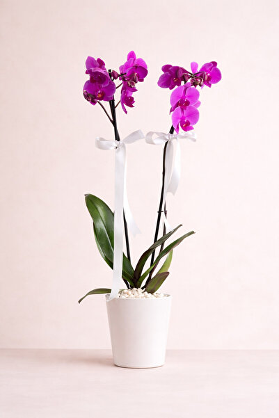 Tomurcuk Canlı Mor Orkide (2 Gövdeli), Saksıda, Uzun Ömürlü Salon Çiçeği