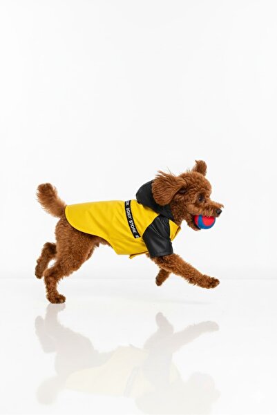 Buddy Store Premium "Stormy Walk" Yağmurluk – Şık ve Su Geçirmez Köpek Montu ...