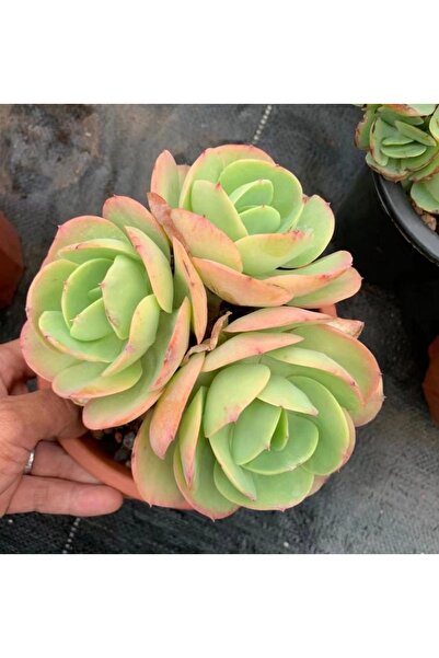 SukuLand Echeveria Peach Pride Kore Ithal Koleksiyonluk Tür Sukulent 5,5cm Sa...