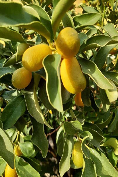 bahcemdenonline KUMKUAT 1 KG