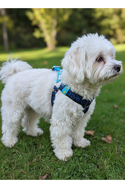 balkonda طوق للكلاب من نوع الكلاب الصغيرة والصغيرة جدًا، مزود بنمط مخلب وحبل ...