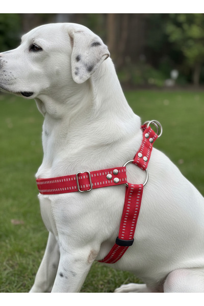 balkonda طوق للكلاب مناسب للسلالات الصغيرة والمتوسطة والكبيرة، حبل قابل للتعد...