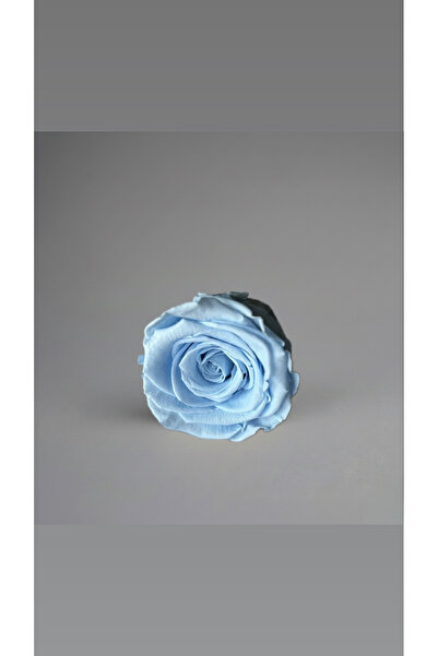 ABROZ HOME DESIGN وردة مصابة بالصدمة غير باهتة / أزرق فاتح