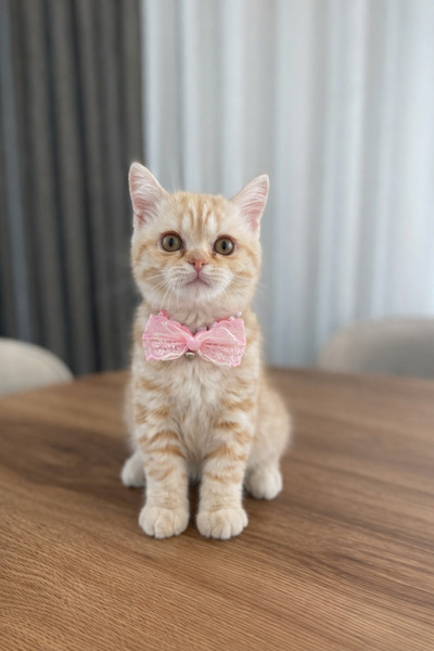 PET MOOD İnci Kolye-Tasma Kediler İçin