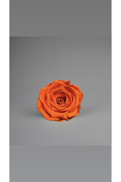 ABROZ HOME DESIGN وردة / برتقالية مصابة بالصدمة غير باهتة