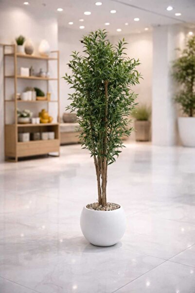 Haebar Max Olive tree ZN2 blessed branch 180cm