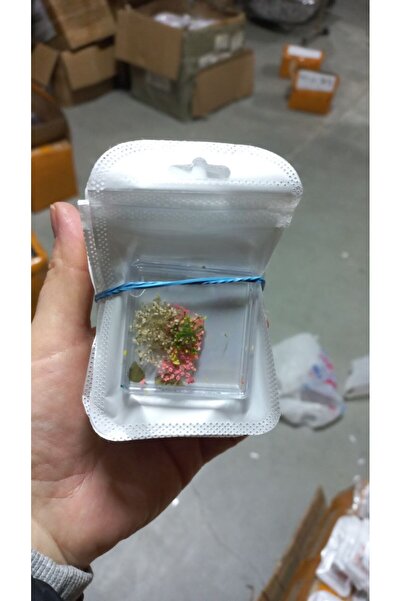 global fashion Nail decoration, dried flowers D27