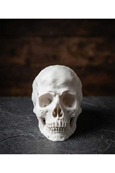 Home Anatomik Detaylı Kuru Kafatası Heykel - Ofis ve Ev Hediyesi - Modern Dekoratif Obje