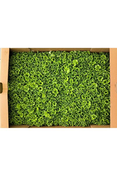 Öztürk Fide KIVIRCIK MARUL FİDESİ