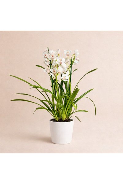 Tomurcuk Trend Canlı Cymbidium Orkide – Çok Dallı, Büyük Çiçekli, Dekoratif Saksılı Ev & Ofis Çiçeği