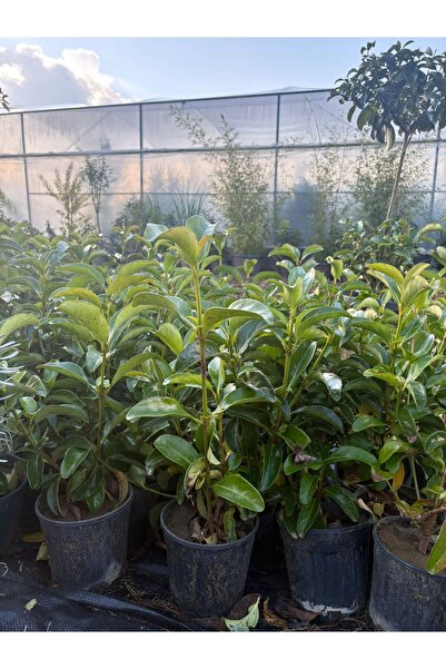 bahar botanik Kartopu bitkisi (viburnum lucidum) (30,50)cm