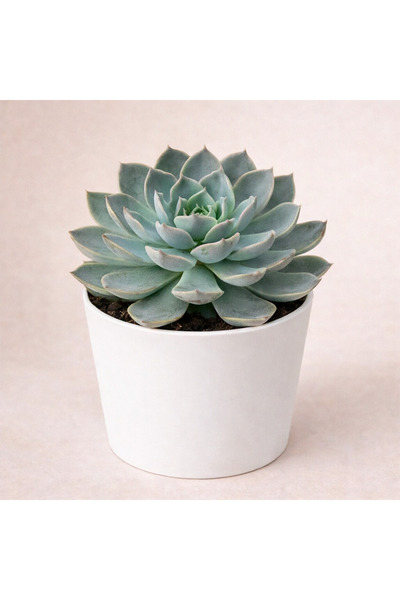 Tomurcuk Trend Echeveria Elegans “Rozet Güzeli” – Canlı Sukulent Bitki