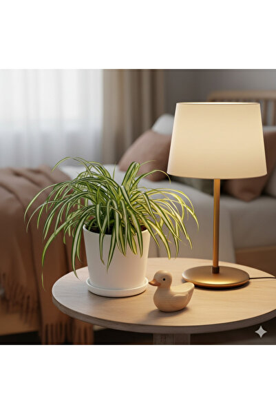 Indoor Plant Spider Plant or Air Plant (Chlorophytum Comosum 'Variegatum') Default Plastic Pot