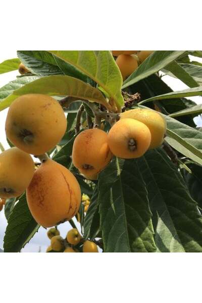 TABER 4-5 Yaş Yenidünya Malta Eriği Fidanı, Torbada, +150 Cm